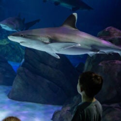 shark