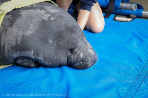 Georgia Aquarium's Commitment to Manatee Research & Conservation 6