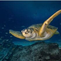 Stories of Survival: Georgia Aquarium’s Rescued Residents