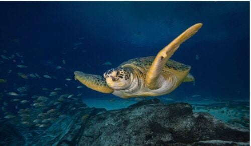 Stories of Survival: Georgia Aquarium’s Rescued Residents