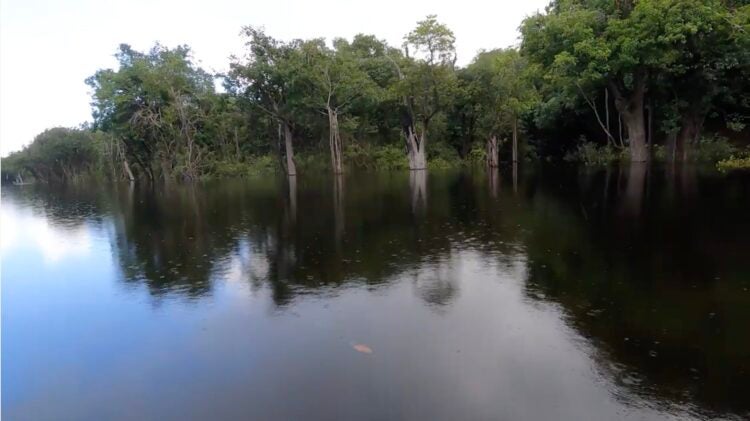 Buy a Fish, Save a Tree: Georgia Aquarium Explores the Amazon Basin in Support of Sustainable Tetra Fisheries 2