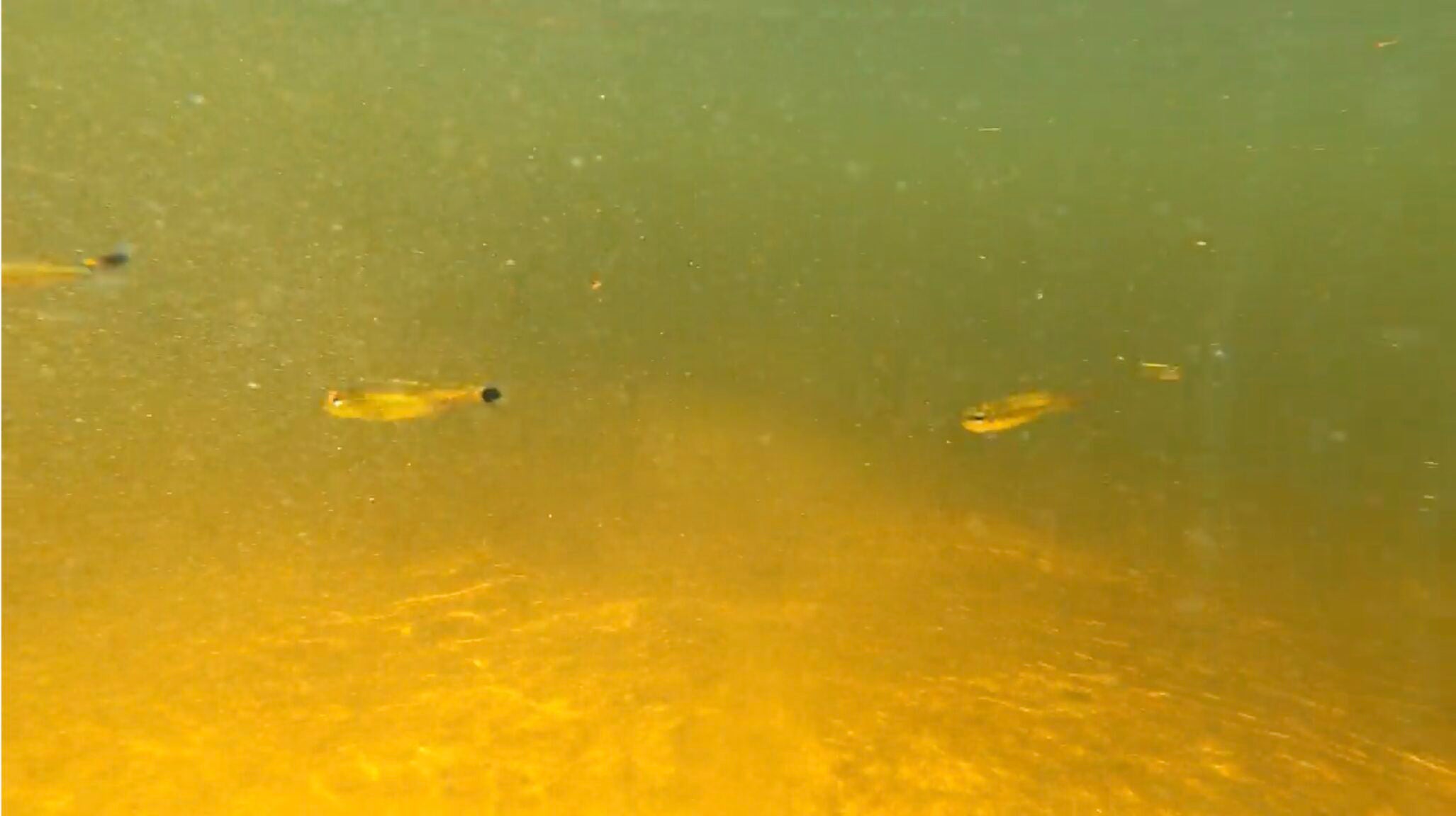 Buy a Fish, Save a Tree: Georgia Aquarium Explores the Amazon Basin in Support of Sustainable Tetra Fisheries 5